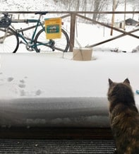 Snow + Cat + Bike
